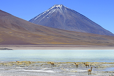 Vicunas (Vicugna vicugna) in front of Laguna Verde and the volcano Licancabur, Reserva Nacional de Fauna Andina Eduardo Abaroa, Sur Lipez, Potosi, Bolivia, South America