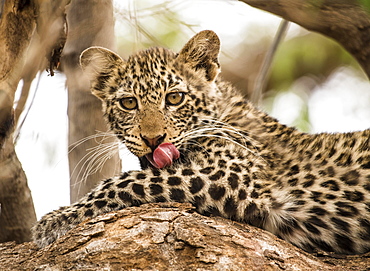 Leopard (Panthera pardus) Kitten on tree, Mashatu Game Reserve, Tuli Block, Botswana, Africa