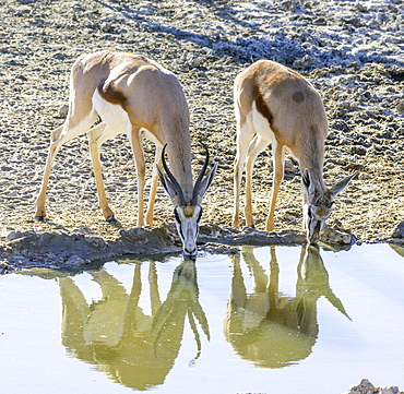 Impalas (Aepyceros) drinking at waterhole, Kgalagadi Transfrontier National Park, North Cape, South Africa, Africa