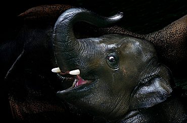 elephant baby (Loxodonto africana) is bathing in the zoo with its parents