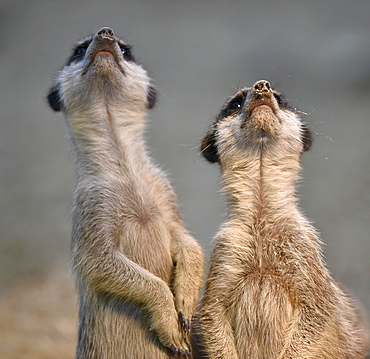 Meerkats (Suricata suricatta), kitten, looking up, captive