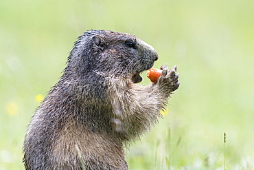 Marmot (Marmota) eating a carrot, Dachstein, Styria, Austria, Europe