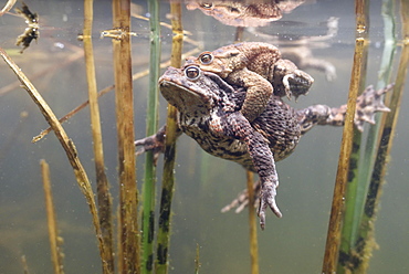 Common toads (Bufo bufo-Komplex), pair swims in the pond between aquatic plants, pairing, Sachsen-Anhalt, Germany, Europe