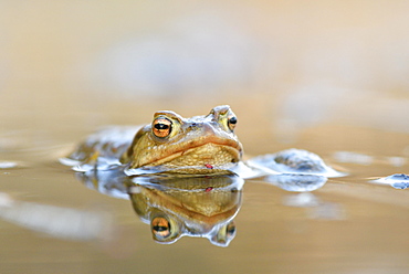 Common toad (Bufo bufo-Komplex) in the water, Saxony-Anhalt, Germany, Europe