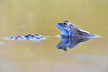 Moor frog (Rana arvalis) male, blue coloured during mating season, with spawn in spawning waters, Thuringia, Germany, Europe