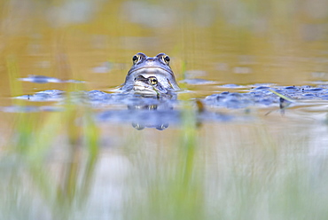 Moor frogs (Rana arvalis), two males, blue coloured during mating season, with spawn in spawning waters, Thuringia, Germany, Europe