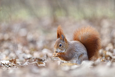 Eurasian red squirrel (Sciurus vulgaris) eating in autumn leaves, Saxony, Germany, Europe