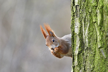 Eurasian red squirrel (Sciurus vulgaris) looks out from behind a tree, Saxony, Germany, Europe