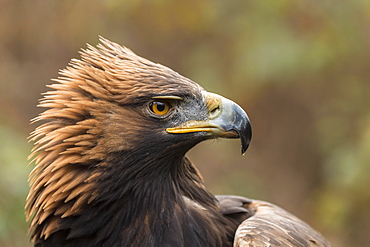 Golden Eagle (Aquila chrysaetos), portrait, captive