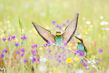 Bee-eaters (Merops apiaster), breeding pair in flower meadow, region of Extremadura, Spain, Europe