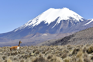 Snow covered volcanoes Pomerape and Parinacota with Guanaco (Lama guanicoe), Sajama National Park, Bolivian Bolivia border Chile