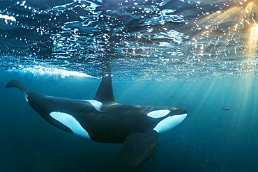 Orca (Orcinus orca) below the water surface, Norway, Tromvik, Kaldfjorden, Europe