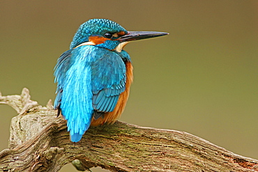 Kingfisher (Alcedo atthis), Hesse, Germany, Europe