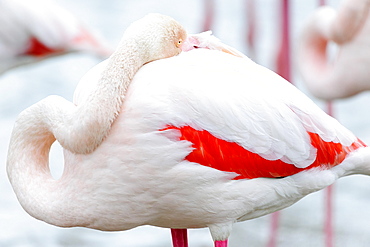 Flamingo (Phoenicopterus roseus) with head in feathers, Parc du Pont de Gau Ornithological, Stes Maries de la mer, Camargue, Southern France, France, Europe