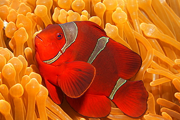 Spine-cheeked anemonefish (Premnas biaculeatus) in Ritteri anemone (Heteractis magnifica), Saparua, Maluku Islands, Banda Sea, Pacific Ocean, Indonesia, Asia