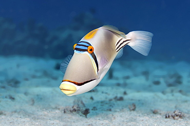 Arabian Picasso triggerfish (Rhinecanthus assasi), Red Sea, Egypt, Africa