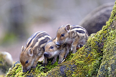 Wild boars (Sus scrofa), shoats on a mossy tree trunk, captive, North Rhine-Westphalia, Germany, Europe