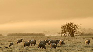 sheep on a foggy pasture