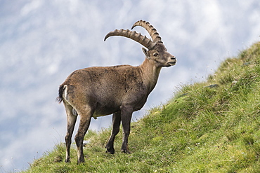 Alpine Ibex (Capra Ibex), Hohe Tauern National Park, Carinthia, Austria, Europe