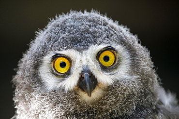 Snowy owl (Nyctea scandiaca) Young bird, chick, portrait, captive