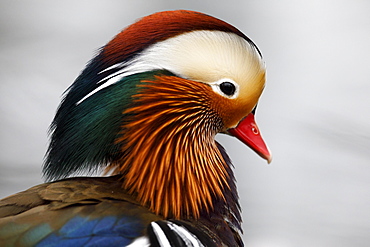 Mandarin duck (Aix galericulata), Portrait, Germany, Europe