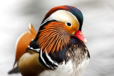 Mandarin duck (Aix galericulata), Germany, Europe