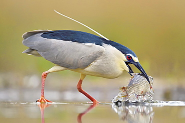 Black-crowned night heron (Nycticorax nycticorax), adult heron with big fish as prey in the water, National Park Kiskunsag, Hungary, Europe