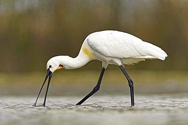 Common spoonbill (Platalea leucorodia), looking for food in shallow water, National Park Kiskunsag, Hungary, Europe