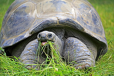 Aldabra Giant Tortoise (Aldabrachelys gigantea), adult, feeding, Seychelles, Africa