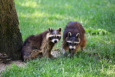 Raccoons (Procyon lotor), adult, in meadow, captive