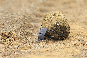 Dung beetle (Scarabaeus sacer), adult, rolling dung ball, elephant dung for egg deposition, Saint Lucia Estuary, iSimangaliso Wetland Park, Kwazulu Natal, South Africa, Africa