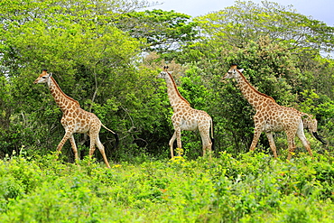 Cape giraffes (Giraffa camelopardalis giraffa), adult, group, food search, Saint Lucia Estuary, Isimangaliso Wetland Park, Kwazulu Natal, South Africa, Africa