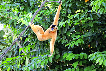 Southern Yellow-cheeked Crested Gibbon, (Nomascus gabriellae), adult, female, hangs in tree, swinging, captive, occurrence Asia