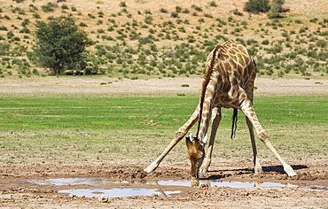 Southern Giraffe (Giraffa giraffa), male drinking from rainwater pool in the Auob riverbed, rainy season with green surroundings, Kalahari Desert, Kgalagadi Transfrontier Park, South Africa, Africa