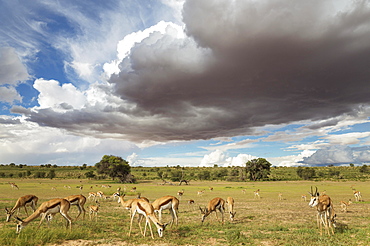 Springboks (Antidorcas marsupialis), large herd grazing in the Auob riverbed, camelthorn trees (Acacia erioloba), during the rainy season in green surroundings, cumulonimbus clouds, Kalahari Desert, Kgalagadi Transfrontier Park, South Africa, Africa