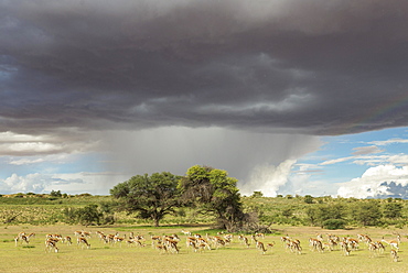 Springboks (Antidorcas marsupialis), large herd grazing in the Auob riverbed, camelthorn trees (Acacia erioloba), during the rainy season in green surroundings, cumulonimbus clouds and rain shower, Kalahari Desert, Kgalagadi Transfrontier Park, South Afri