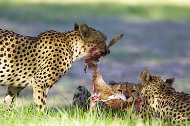 Cheetahs (Acinonyx jubatus), female and her subadult female cub struggle with the carcass of a springbok (Antidorcas marsupialis) lamb, Kalahari Desert, Kgalagadi Transfrontier Park, South Africa, Africa