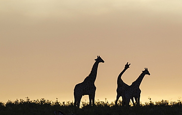 Southern Giraffes (Giraffa giraffa), three males at dawn, two of them are fighting, Kalahari Desert, Kgalagadi Transfrontier Park, South Africa, Africa