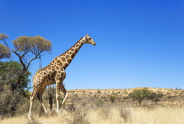 Southern Giraffe (Giraffa giraffa), aged male, Kalahari Desert, Kgalagadi Transfrontier Park, South Africa, Africa