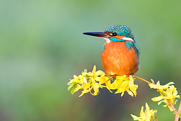 Kingfisher (Alcedo atthis) on forsythia branch, Hesse, Germany, Europe