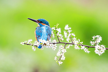 Kingfisher (Alcedo atthis), male on blackthorn branch, Hesse, Germany, Europe