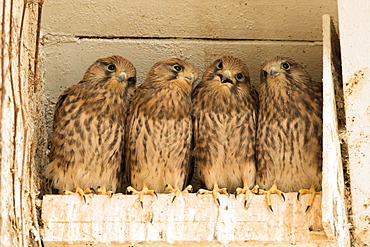 Four young common kestrels (Falco tinnunculus) in nest box, Hesse, Germany, Europe