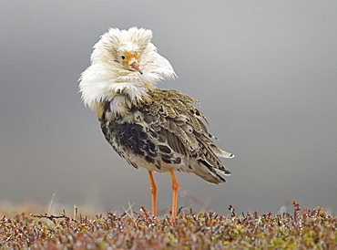 Ruff (Philomachus pugnax) in nuptial plumage, courtship, Varanger Peninsula, Norway, Europe