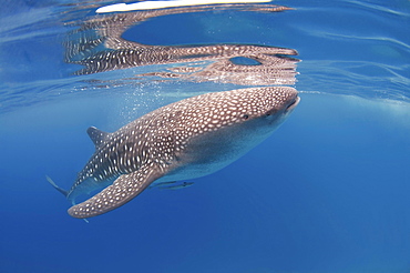 Whale Shark (Rhincodon typus), Bohol Sea, Oslob, Cebu, Philippines, Asia