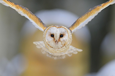 Common barn owl (Tyto alba), in flight, winter, Moravia, Czech Republic, Europe