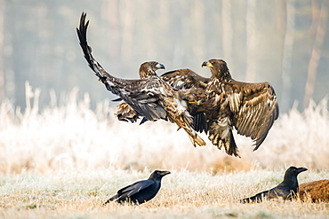 Two young eagle (Haliaeetus albicilla), fighting in the air, with ravens (Corvus corax) at sead deer, Masuria, Poland, Europe