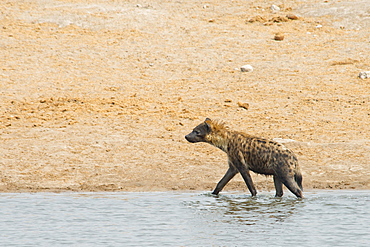 Spotted hyena (Crocuta crocuta) walking in the water, Etosha National Park, Namibia, Africa