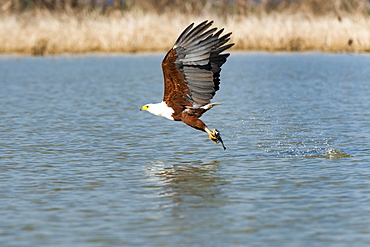 African fish eagle (Haliaeetus vocifer) with prey, Lake Baringo, Kenya, Africa