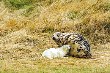 Grey seals (Halichoerus grypus), pup suckling on mother, Heligoland, Schleswig-Holstein, Germany, Europe