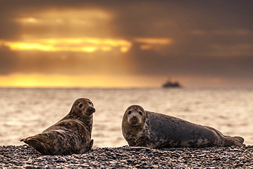 Grey seals (Halichoerus grypus) at sunrise, Heligoland, Schleswig-Holstein, Germany, Europe